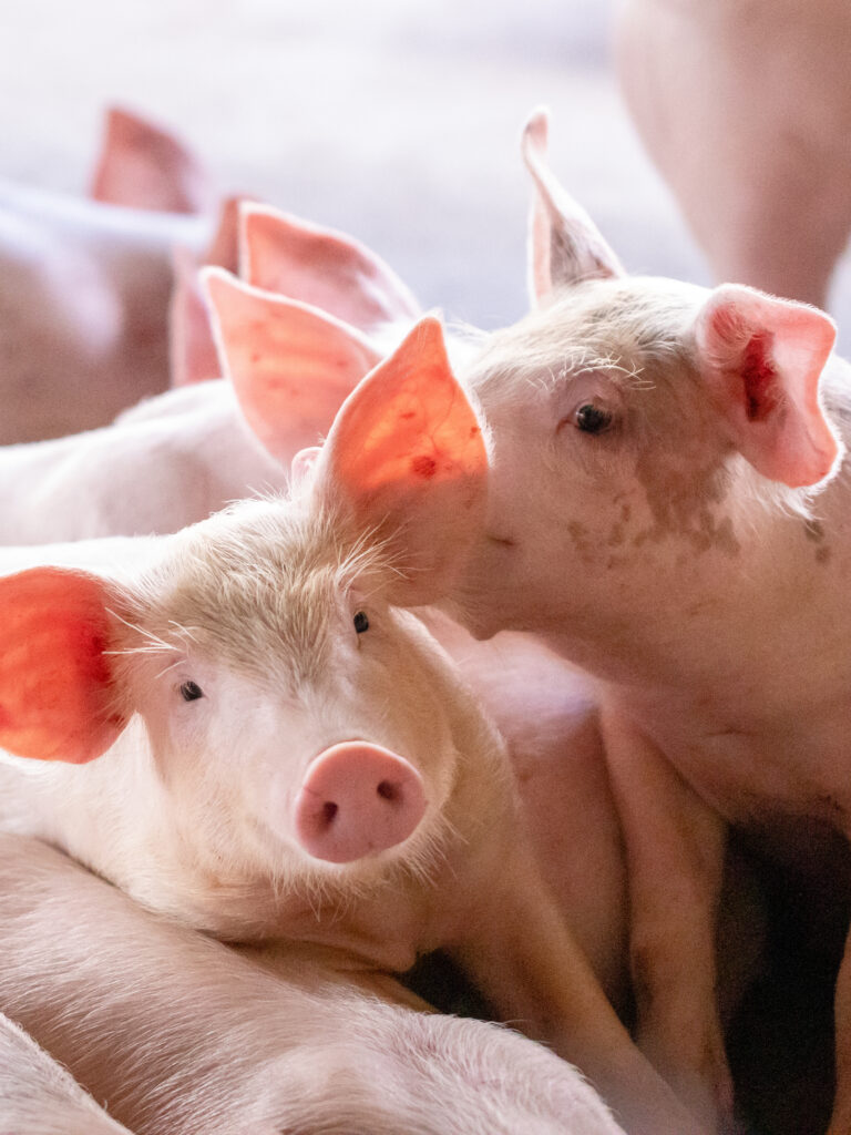 Small piglet in the farm. Group of Pig indoor on a farm yard in