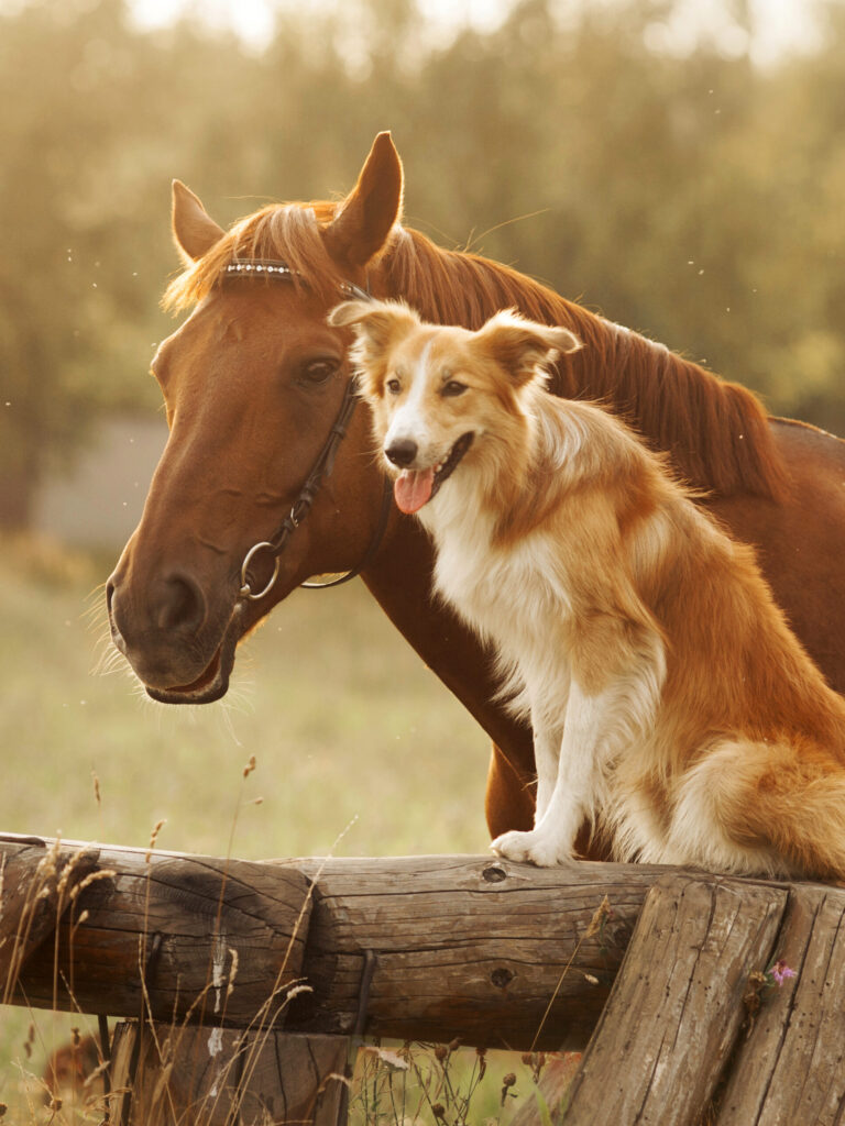 Red border collie dog and horse together at sunset in summer